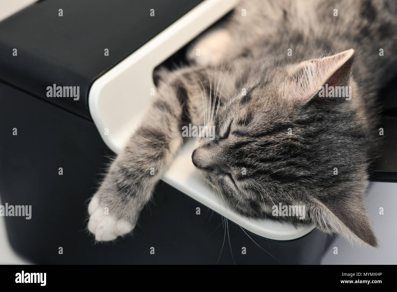 Cute little grey kitten sleeping on printer closeup Stock Photo - Alamy