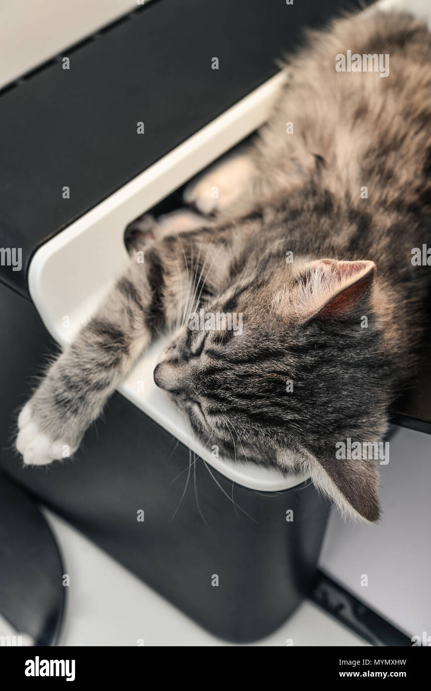 Cute little grey kitten sleeping on printer closeup Stock Photo - Alamy