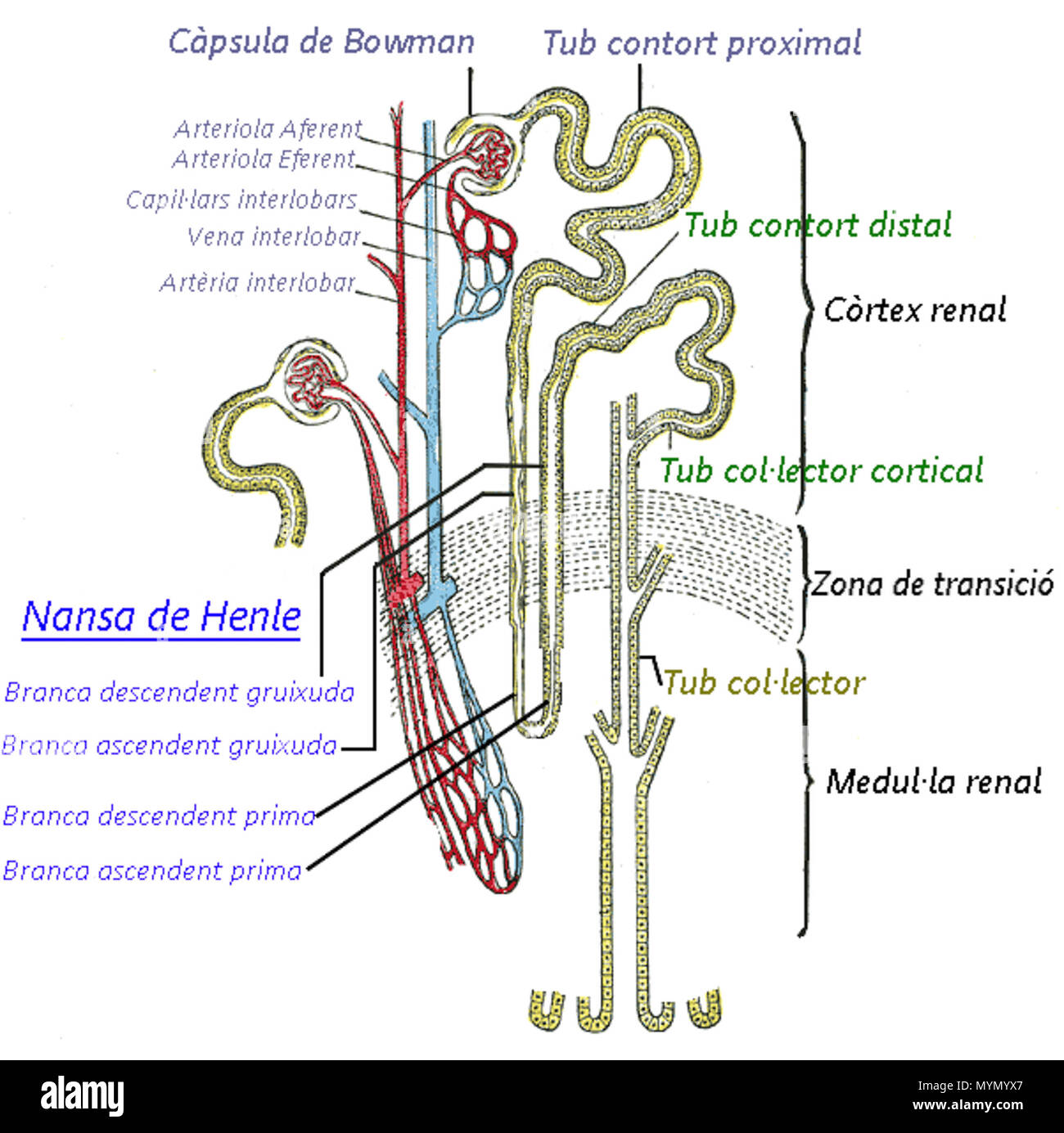 The structure of kidney nephrons. Строение нефрона. Нефрон крысы и верблюда. Нефрон почки человека. Nephron anatomy.