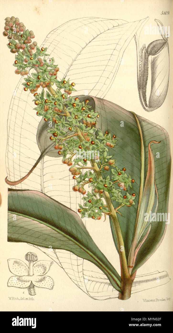 384 Nepenthes ampullaria - Curtis’s Botanical Magazine (1859) Stock Photo
