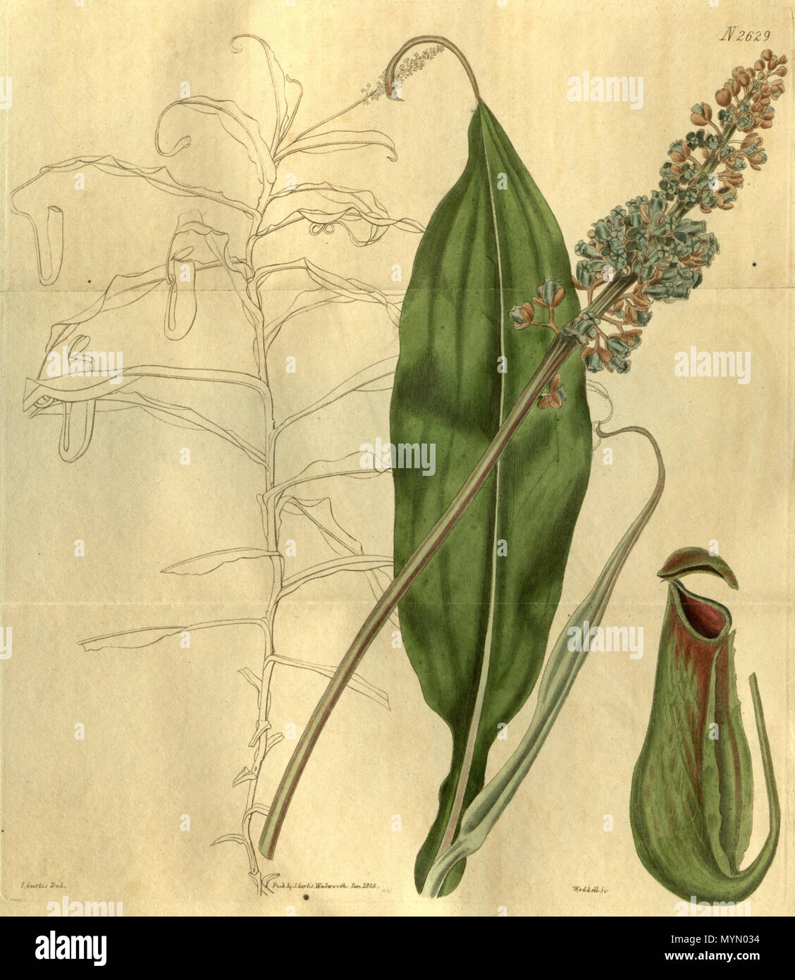 384 Nepenthes phyllamphora - Curtis’s Botanical Magazine (1826) Stock Photo