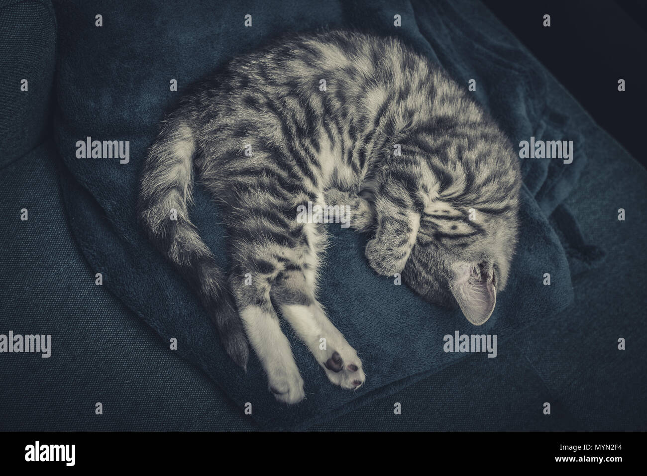 Cute little grey kitten sleeping on blue sofa top view Stock Photo - Alamy