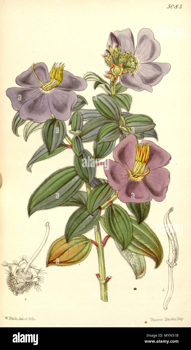 . Osbeckia aspera, Melastomataceae . 1858. Fitch, del. et lith. 400 Osbeckia aspera 84-5085 Stock Photo