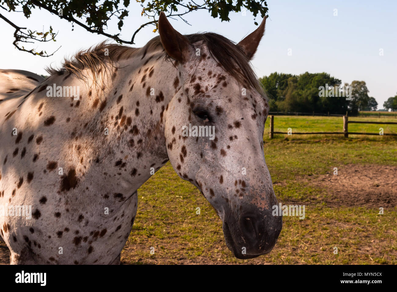 White Horse With Black Dots On A Green Meadow Stock Photo