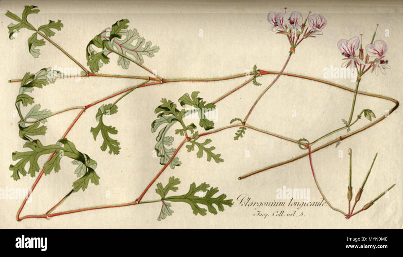 Герань род. Pelargonium graveolens гербарий. Пеларгония longicaule var.angustipelatum. Пеларгония колбаска род. Герань какого рода цветок.