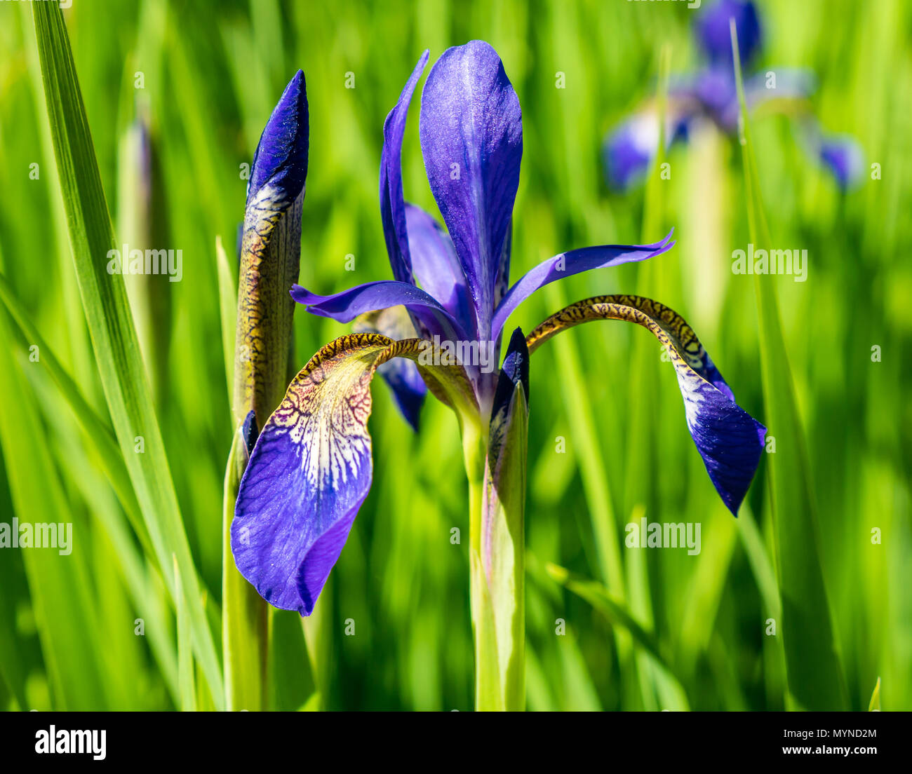 Close up of purple Iris with blurred background, Scotland, UK Stock Photo