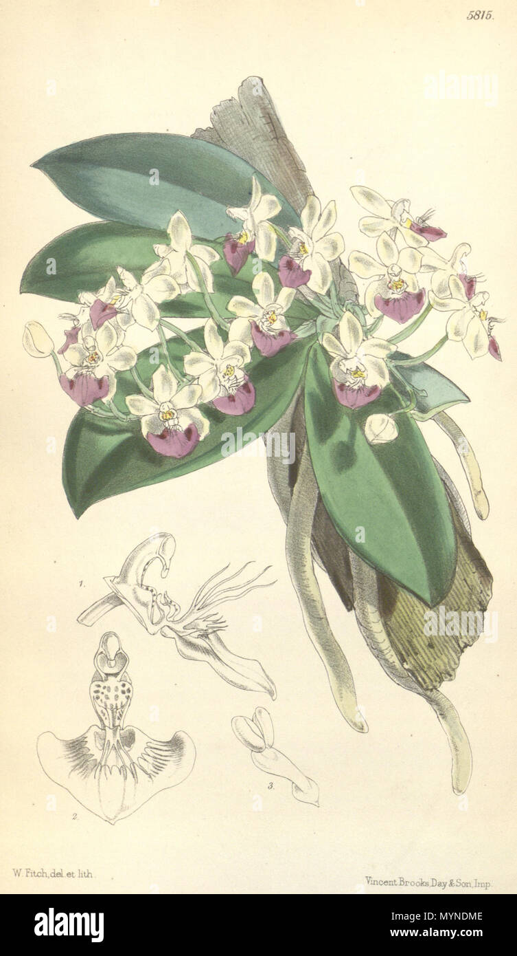 . Illustration of Phalaenopsis parishii . 1870. Walter Hood Fitch (1817-1892) del. et lith. Description by Joseph Dalton Hooker (1817—1911) 419 Phalaenopsis parishii - Curtis' 96 (Ser. 3 no. 26) pl. 5815 (1870) Stock Photo