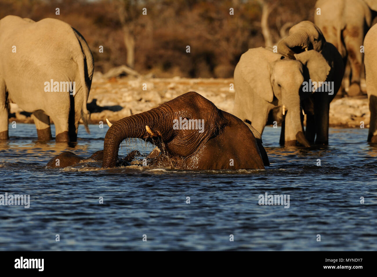 African elephants have a bath, etosha nationalpark, namibia, (loxodonta africana) Stock Photo