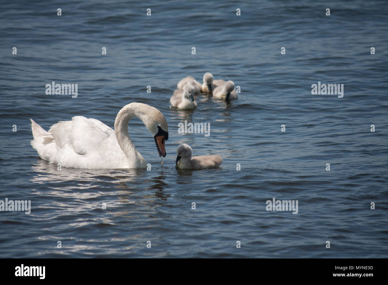 Mute Swan & Cygnets Stock Photo