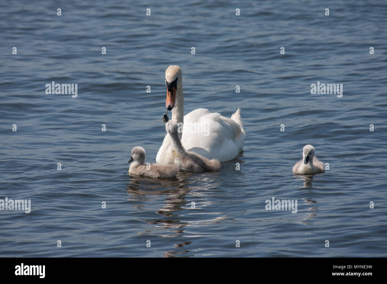 Mute Swan feeding Cygnet Stock Photo