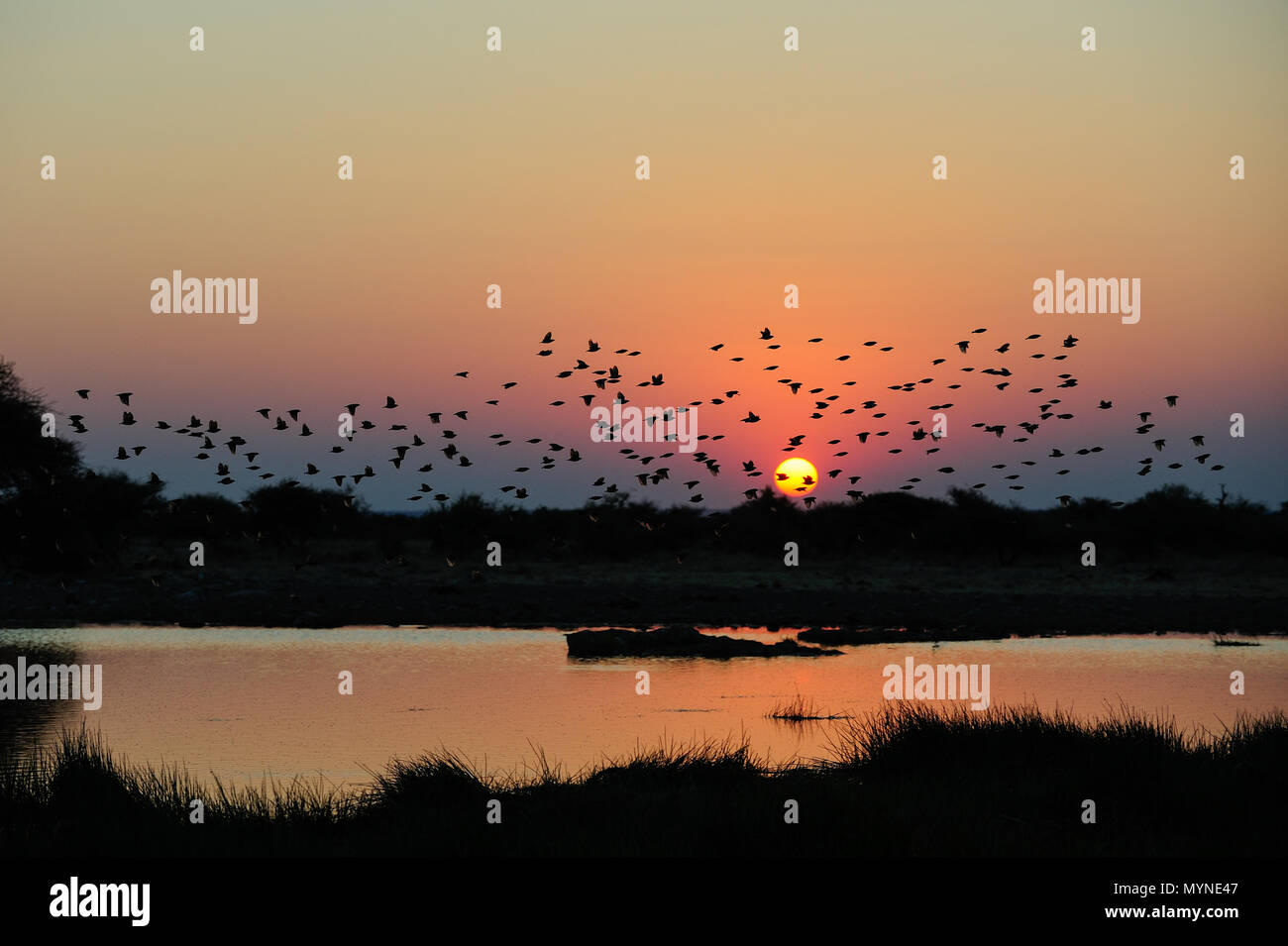 Redbilled quelea swarm at sunset, (quelea quelea), etosha nationalpark, namibia Stock Photo