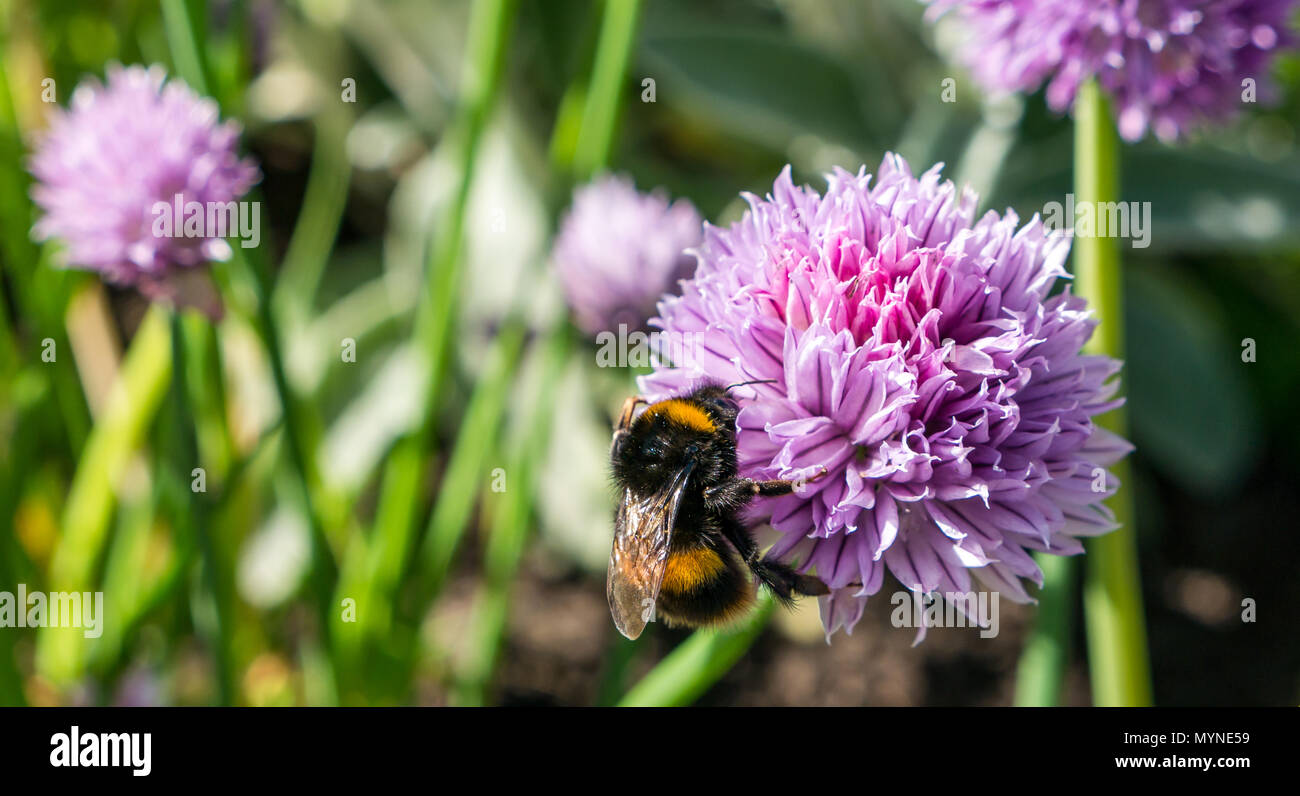Buff tailed bumblebee feeding on purple chive flower, Scotland, UK Stock Photo