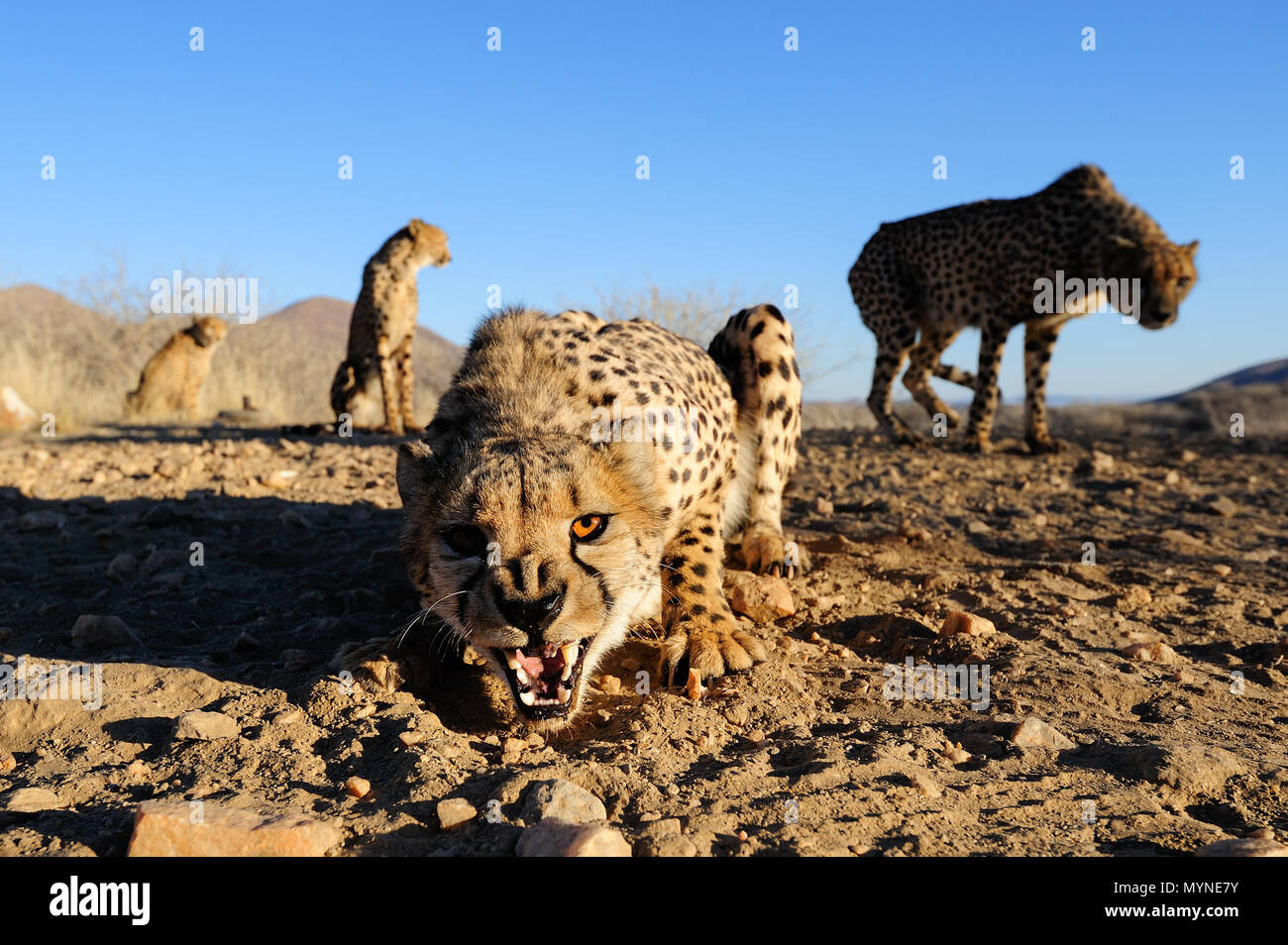 Cheetah group are aggressiv, namibia, (acinonyx jubatus) Stock Photo