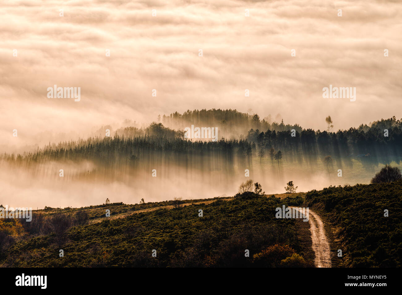 The light of the sunset and the fog create rectilinear shadows between the trees, in Muras, Lugo, Galicia Stock Photo