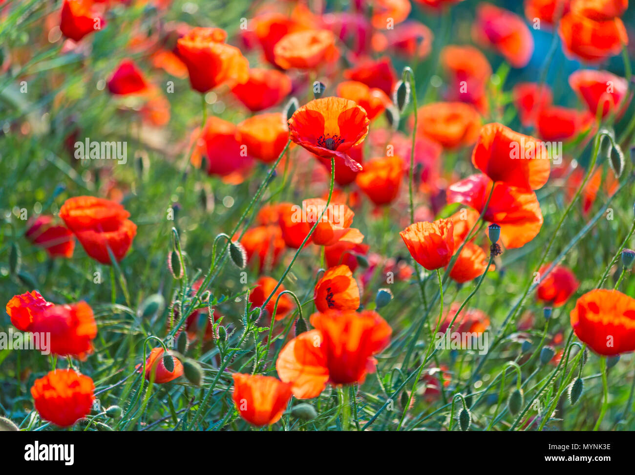 Wild flowers in tuscany italy hires stock photography and images Alamy