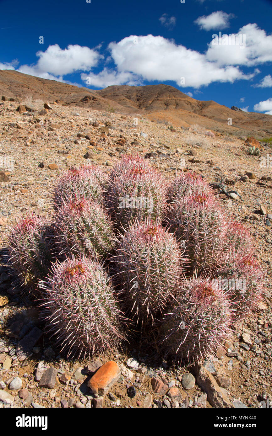 Cottontop Barrel cactus (Echinocactus polycephalus), Death Valley National  Park, California Stock Photo - Alamy