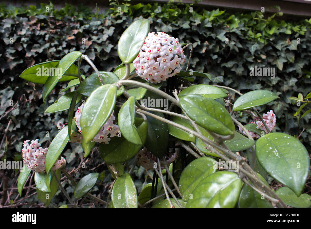 Detail macro of flowers of a wax plant (Hoya carnosa). Stock Photo