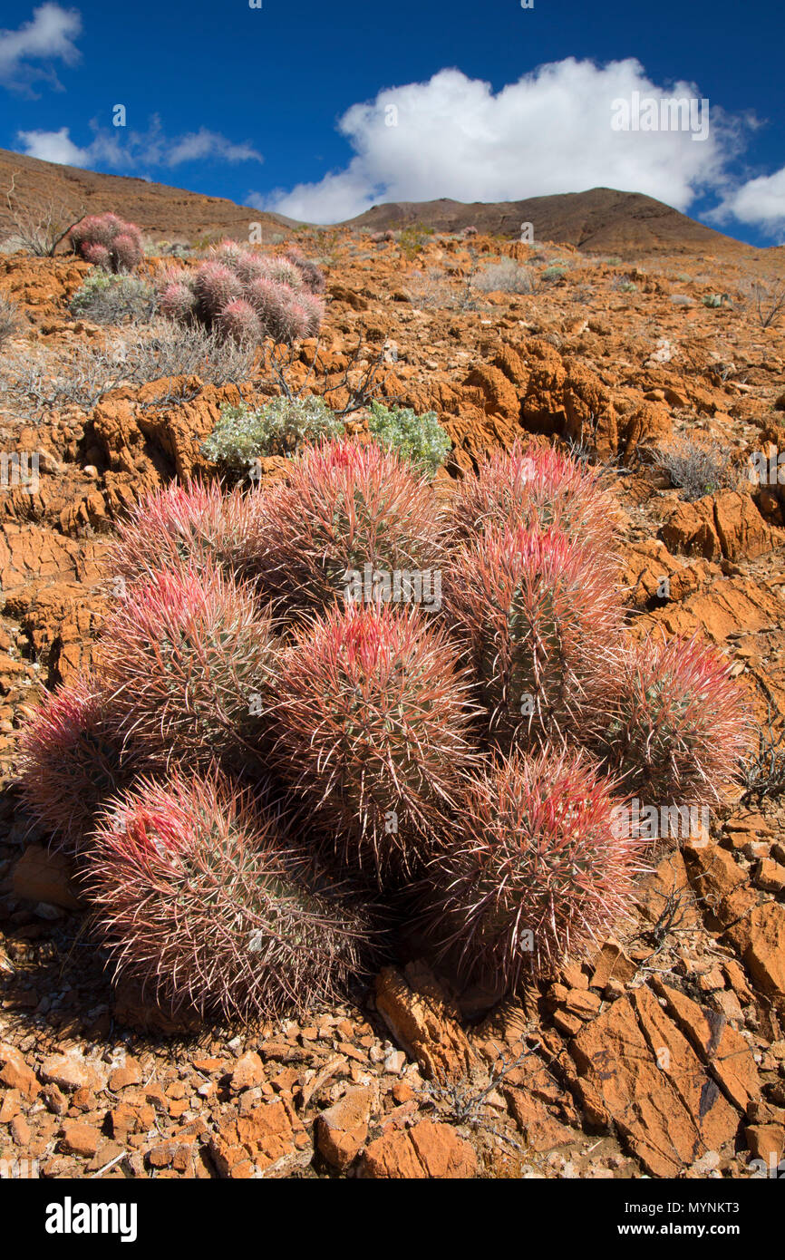 Cottontop Barrel cactus (Echinocactus polycephalus), Death Valley National  Park, California Stock Photo - Alamy