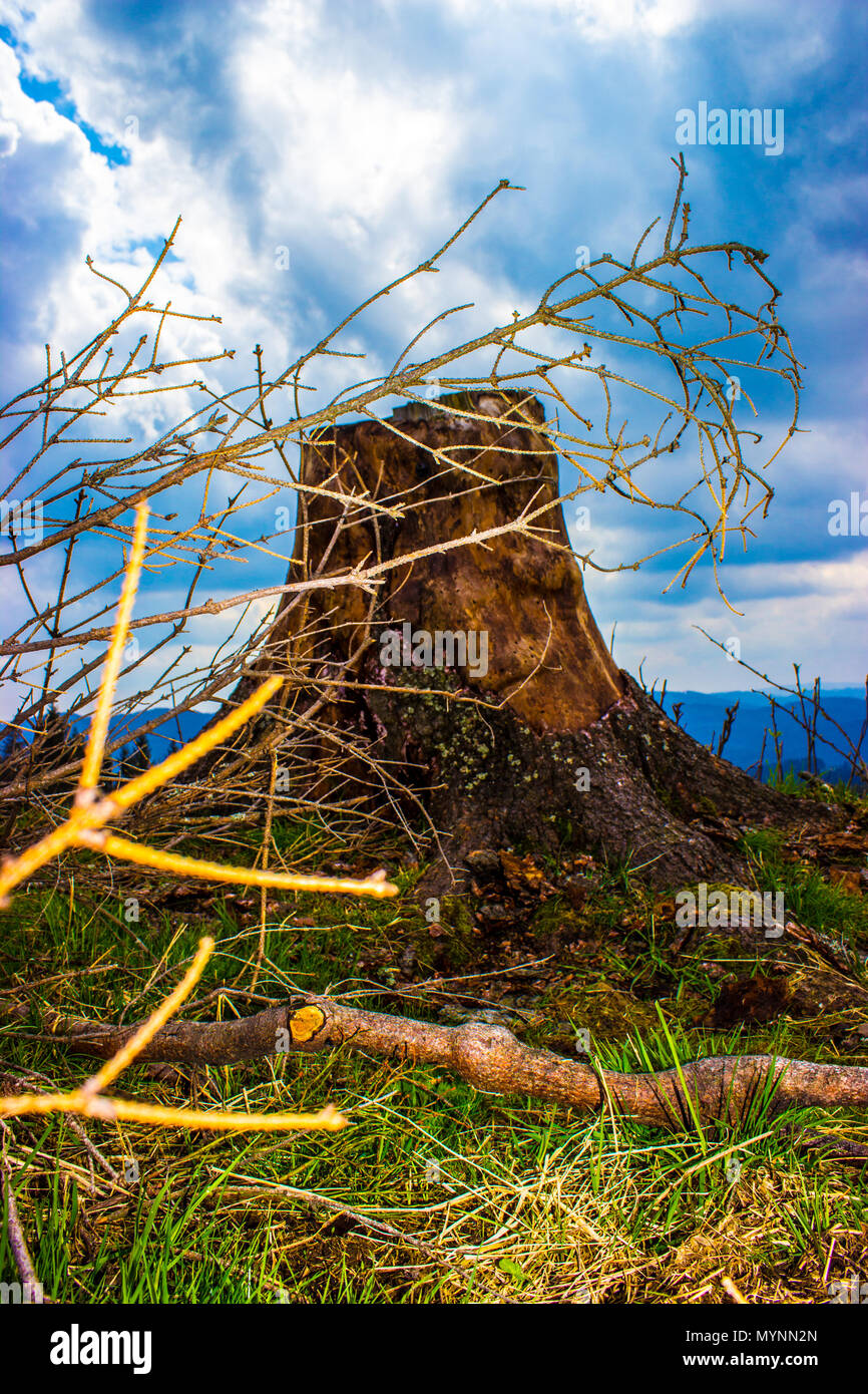 Stump. In the foreground are branches, in the background are the mountainsand sky with clouds. Stock Photo