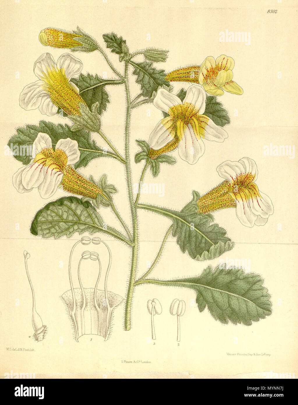 . Rehmannia henryi, Orobanchaceae . 1910. M.S. del., J.N.Fitch lith. 449 Rehmannia henryi 136-8302 Stock Photo