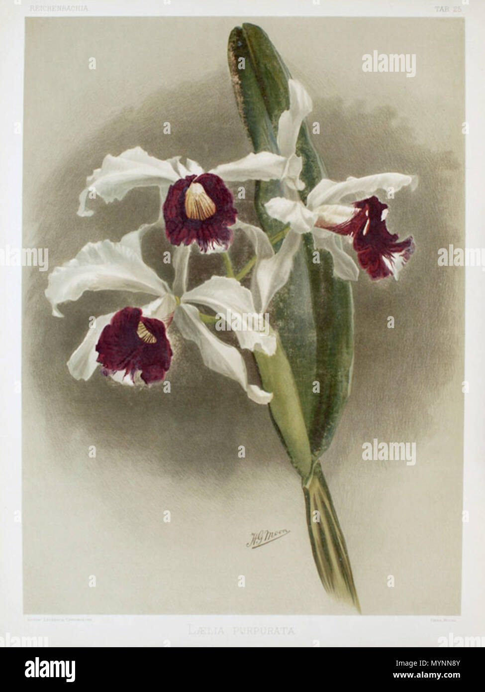 . English: Illustration of Cattleya purpurata from F. Sander: Reichenbachia . 1892. F. Sander 449 Reichenbachia - Second Series vol. 1 (TAB. 25) Stock Photo