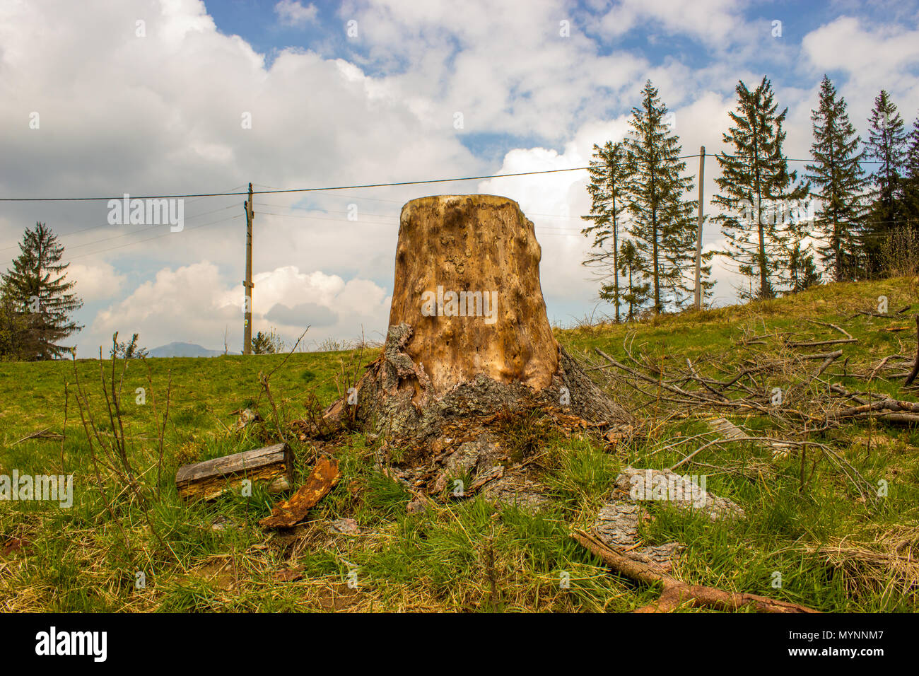 Stump. Foreground grass, in the background are sky and clouds. Stock Photo