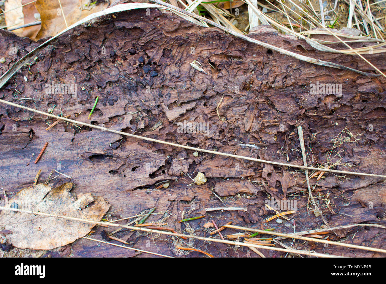 Roads in bark of tree from bark beetle, leave and grass. Stock Photo