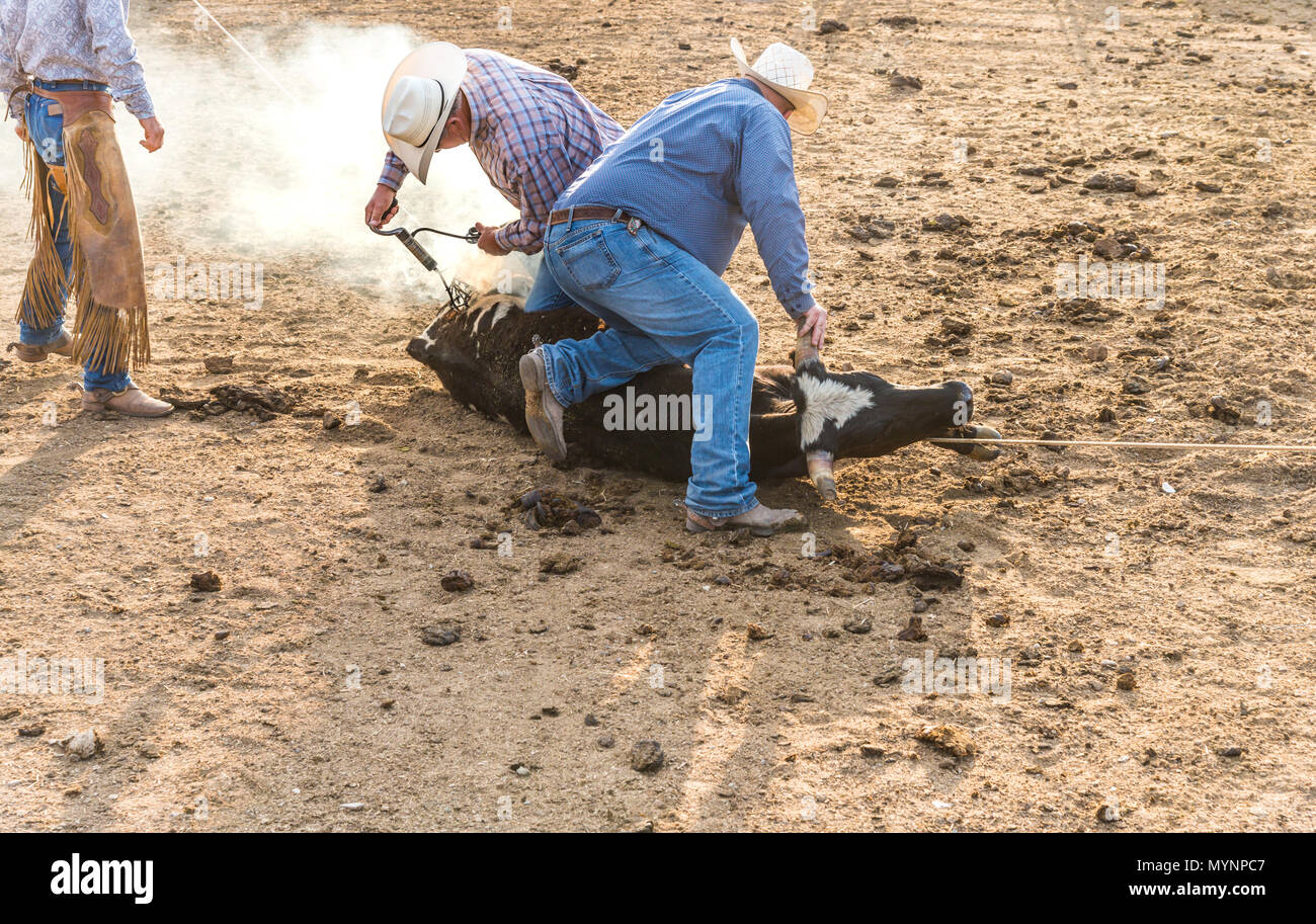 Cowboy ranchers in action pinning down a calf and actively branding with smoke from the branding iron Stock Photo