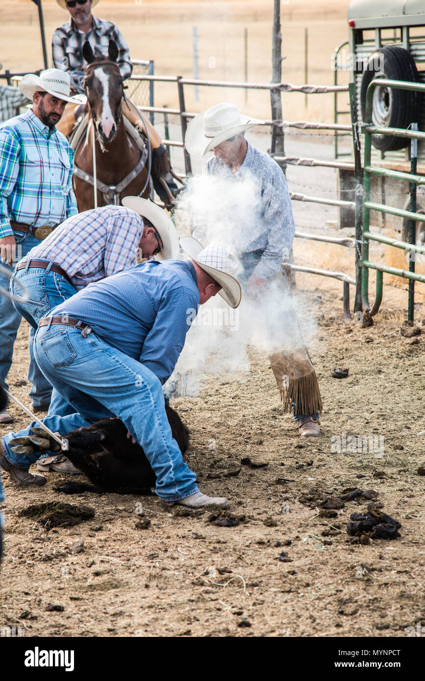 Cowboy ranchers in action pinning down a calf and actively branding with smoke from the branding iron Stock Photo