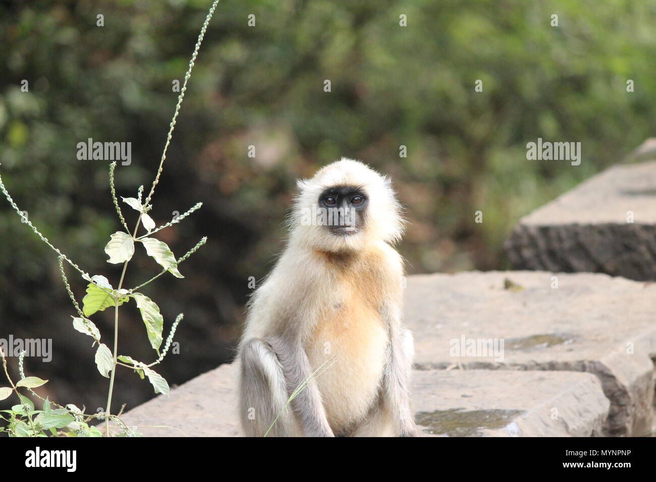 Black Faced Langur Stock Photo - Alamy