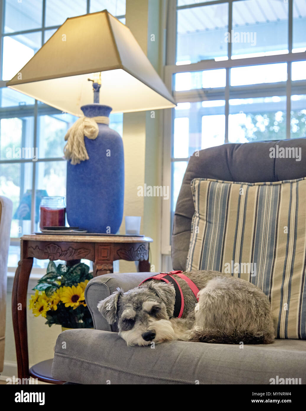 Lifestyle photo of dog sleeping on chair hires stock photography and