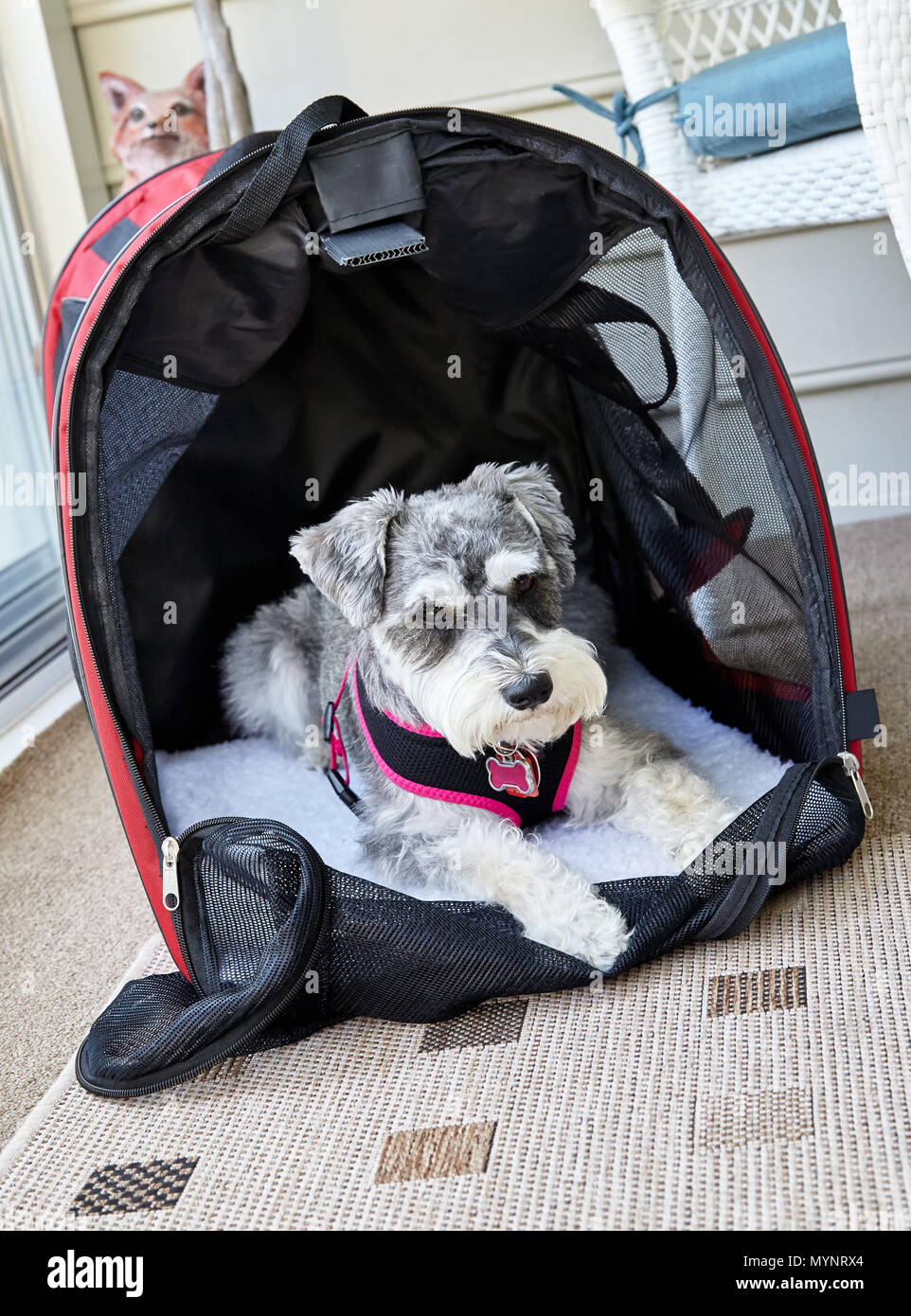 Dog crate hires stock photography and images Alamy