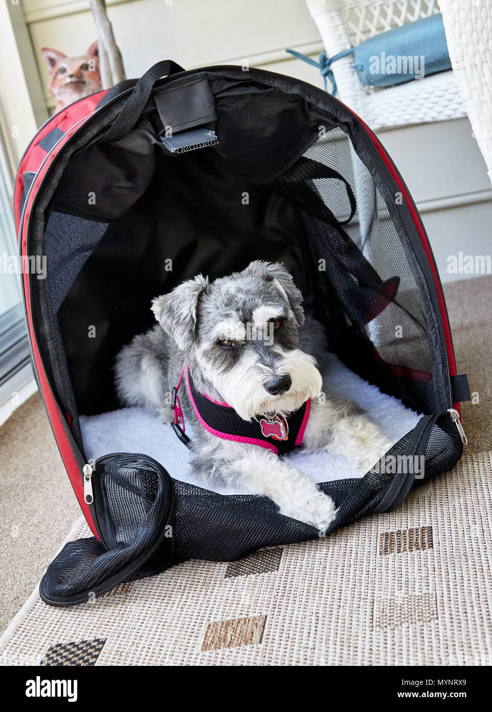 Miniature Schnauzer dog in doggie bed Stock Photo