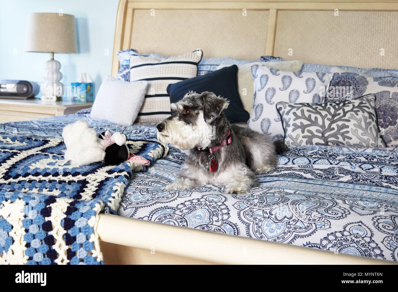 Miniature Schnauzer  resting on bed Stock Photo