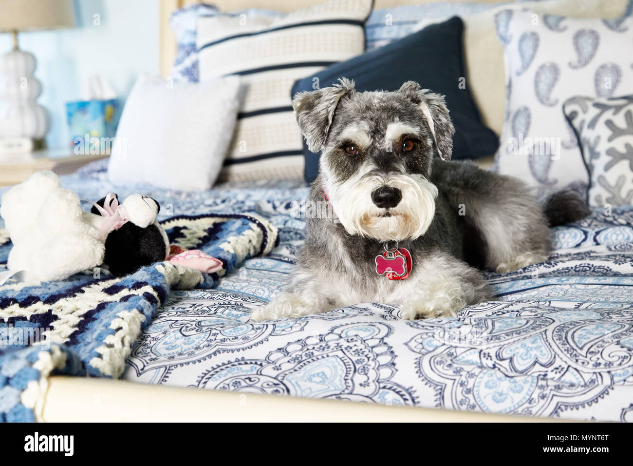 Miniature Schnauzer  resting on bed Stock Photo