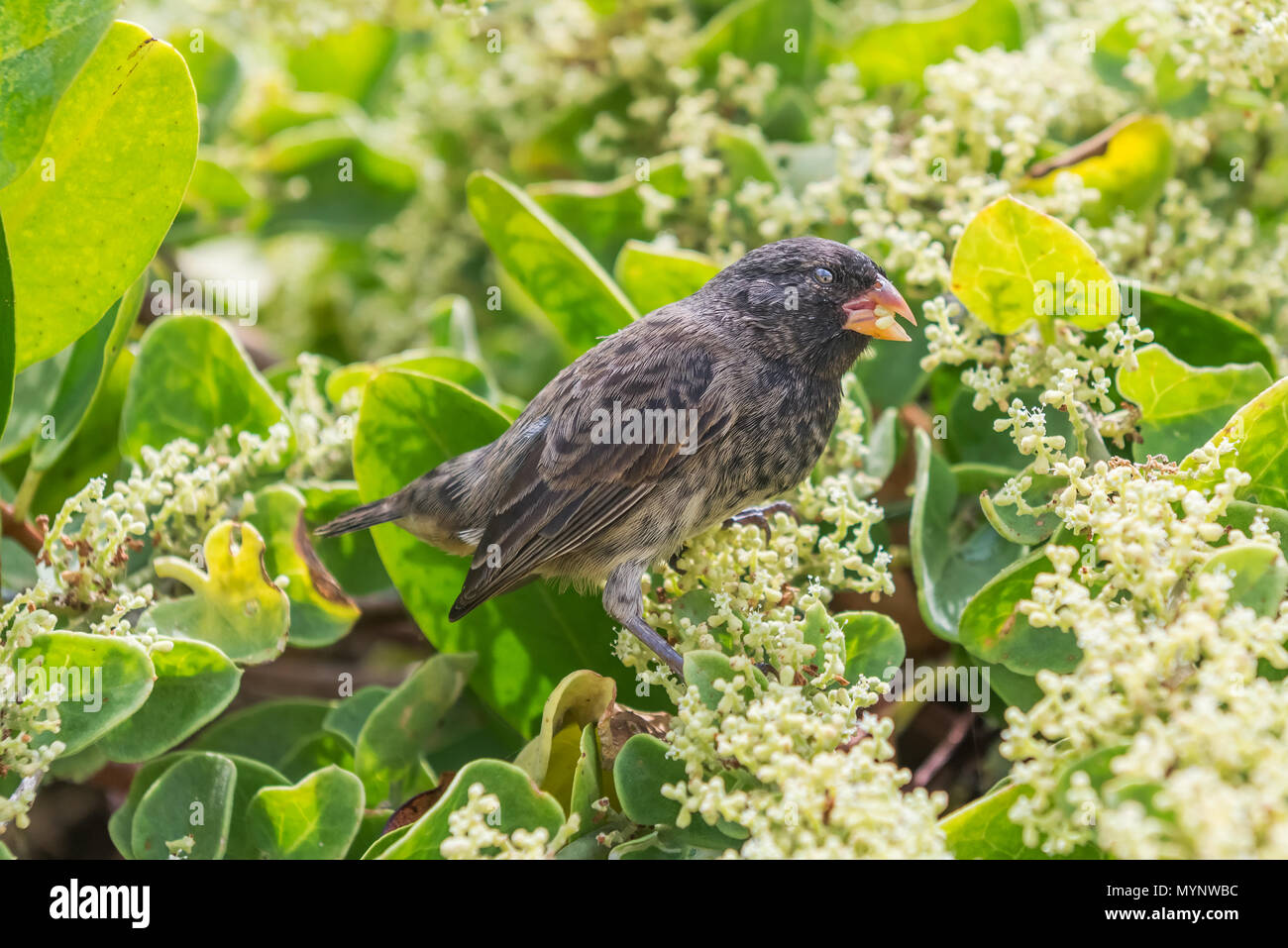 Ground Finch bird (Geospiza fortis), sitting on the tree in Santa Cruz Island, Galapagos. Stock Photo