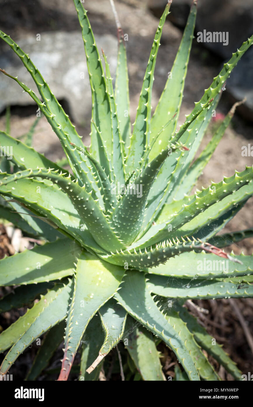 Spider Aloe Aloe Spinosissima High Resolution Stock Photography and Images Alamy