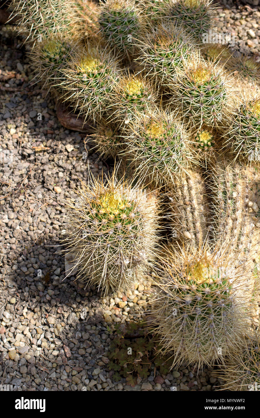 Long spikes cactus hi-res stock photography and images - Alamy