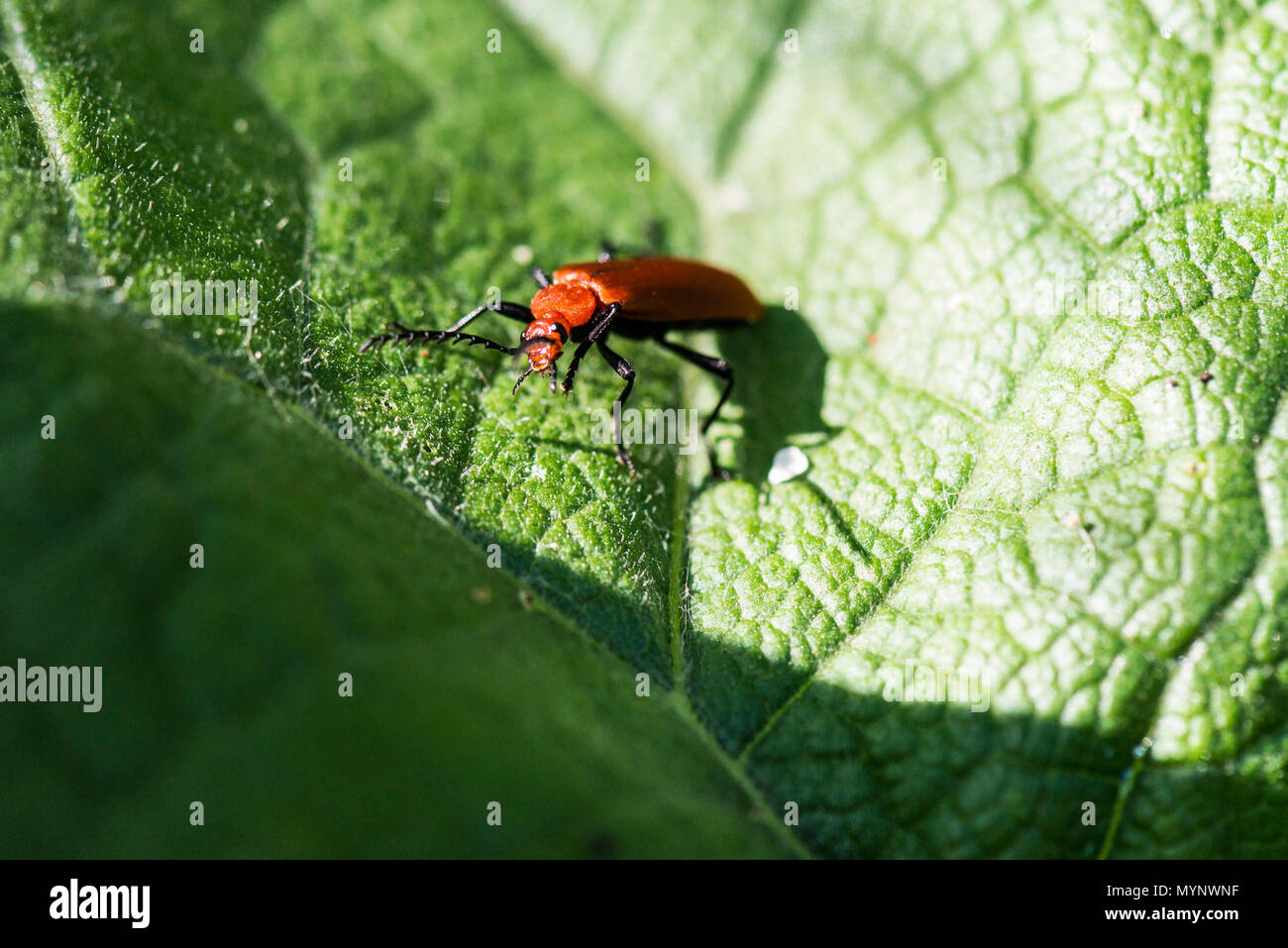 A red-headed cardinal beetle (Pyrochroa serraticornis Stock Photo - Alamy