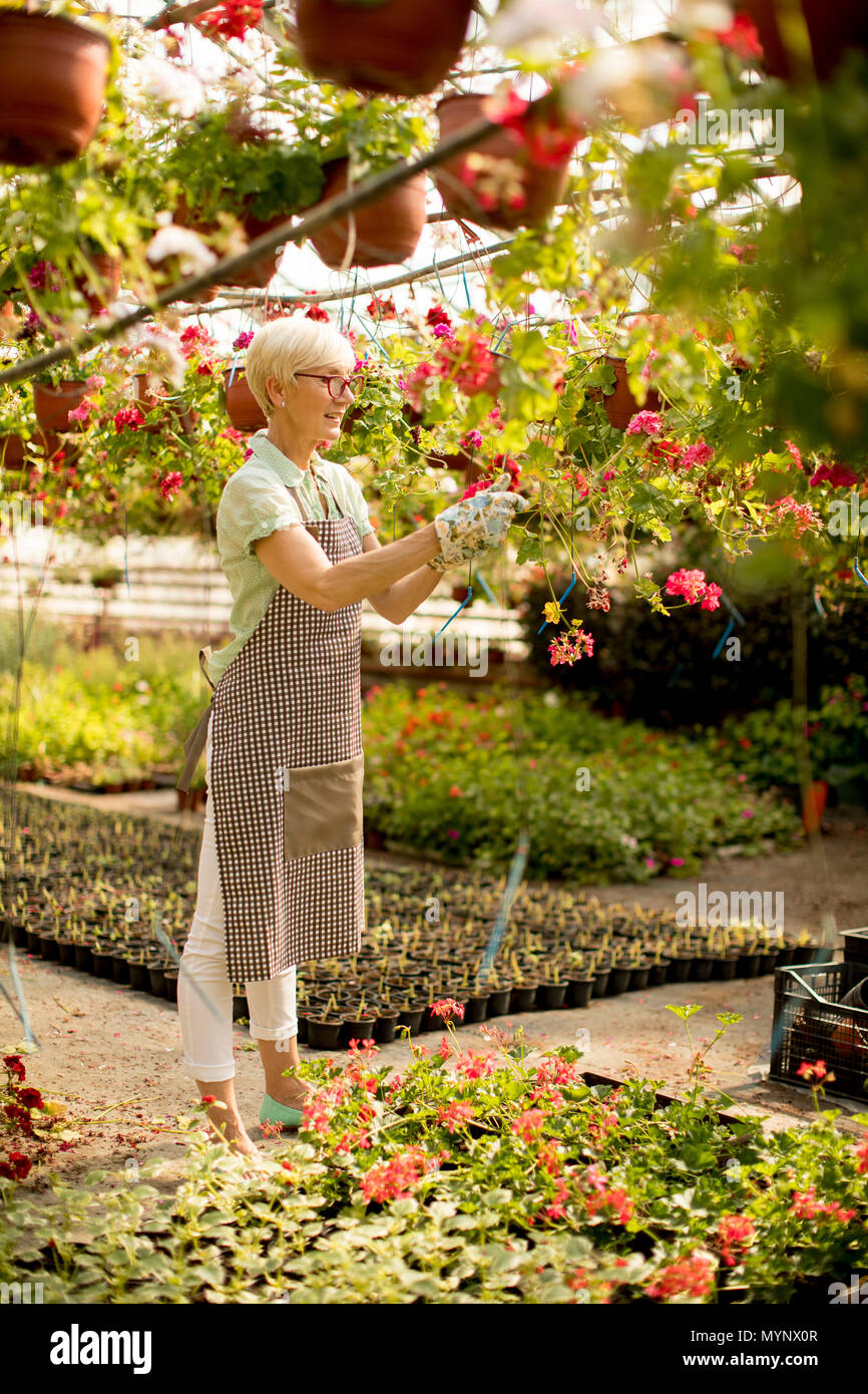 View at senior woman working about flowers in greengarden Stock Photo ...