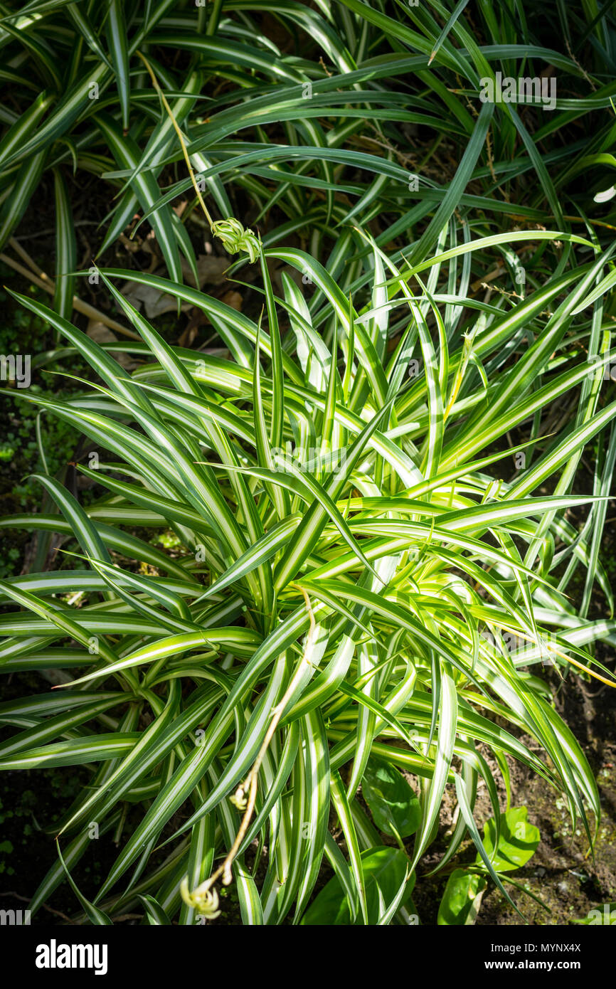 Close up shot plants in hi-res stock photography and images - Alamy