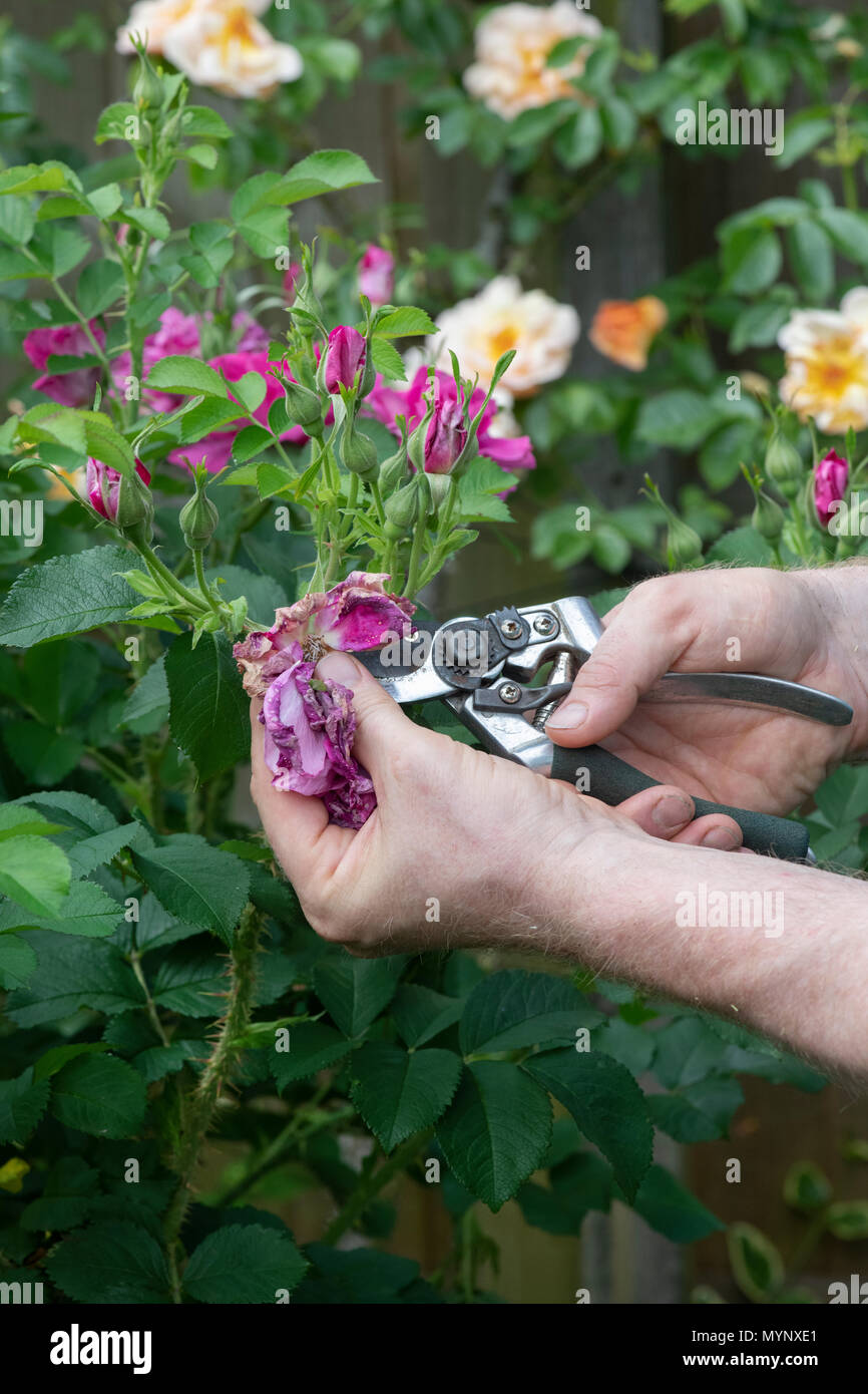 Gardener deadheading rose flowers with secateurs in a garden. UK Stock