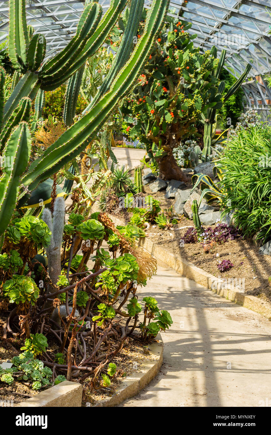 Succulents cactus forest hi-res stock photography and images - Alamy