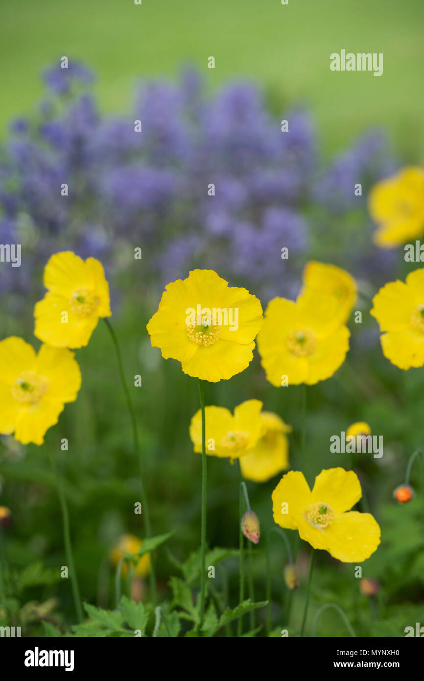 Welsh Poppy Meconopsis Cambrica Hi res Stock Photography And Images Alamy welsh-poppy-meconopsis-cambrica-hi-res-stock-photography-and-images-alamy