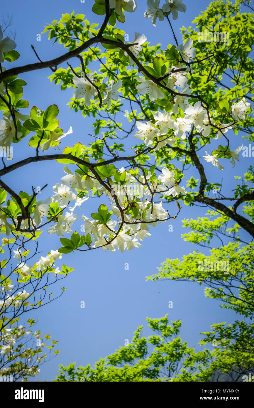 traditional japanese cherry blossoms closeup view, Japan Stock Photo