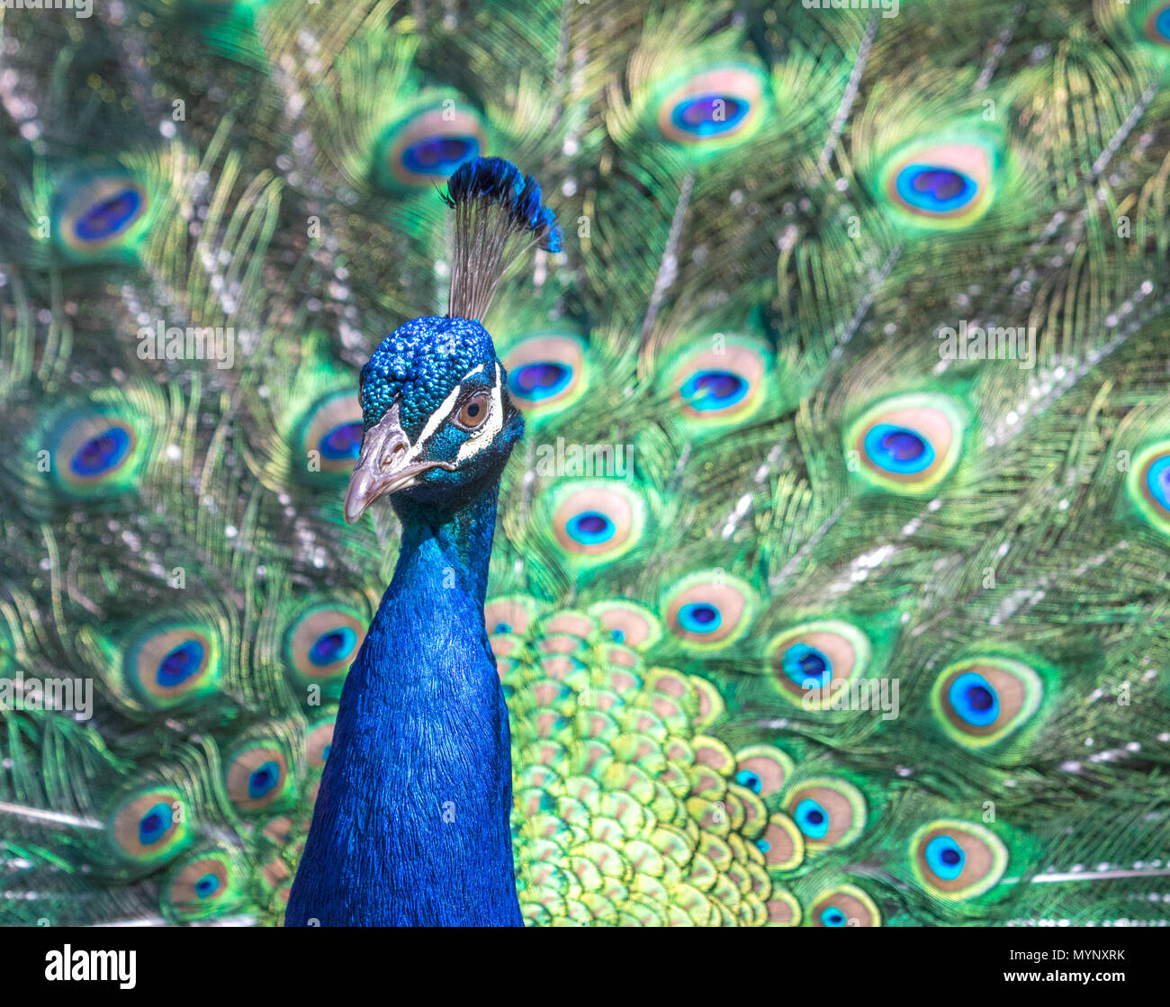Brightly colored Male Indian Peafowl with tail feathers extended in courtship dance. Stock Photo