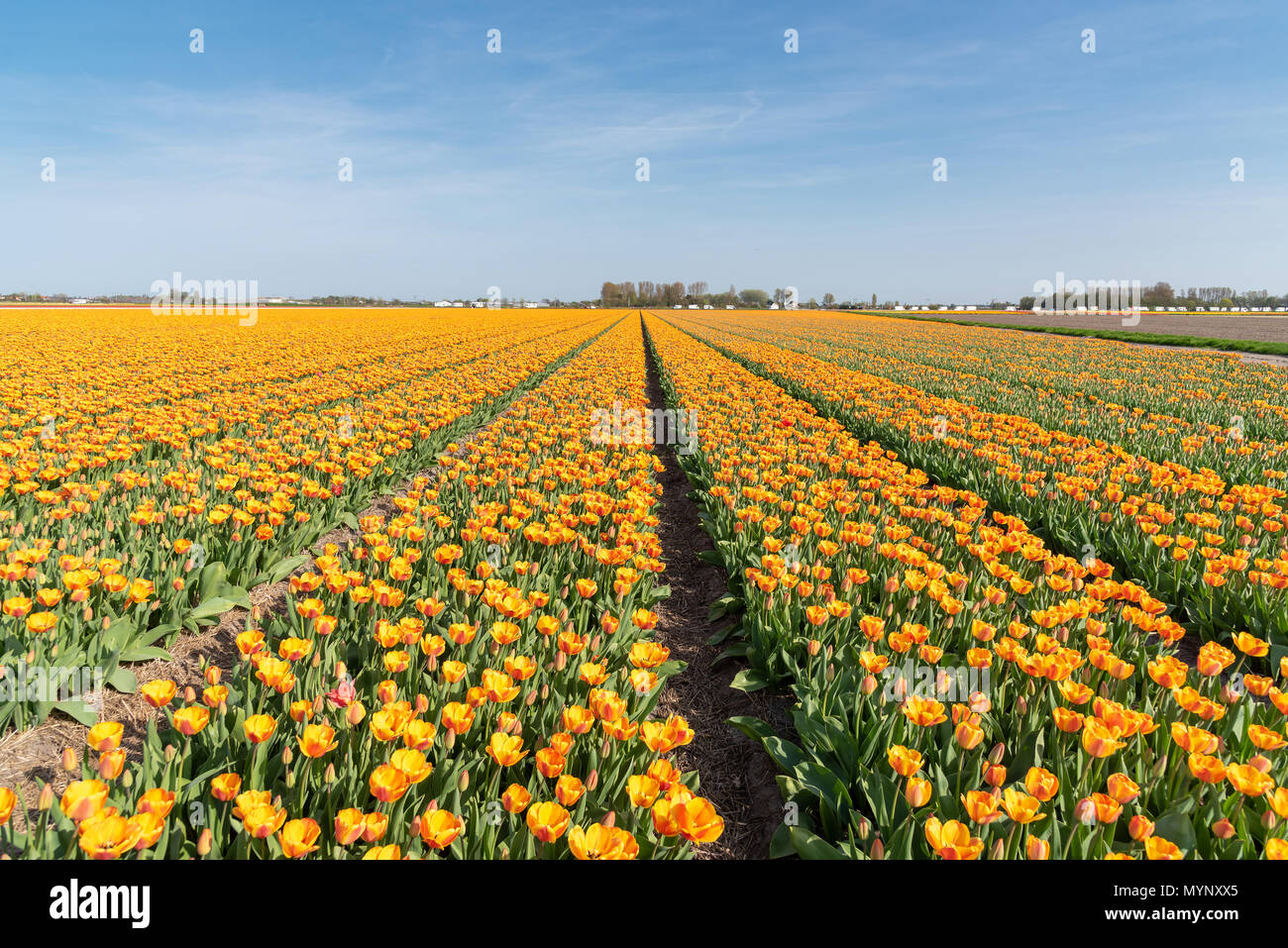 cultivation of tulips in the flower bulb region of Bollenstreek