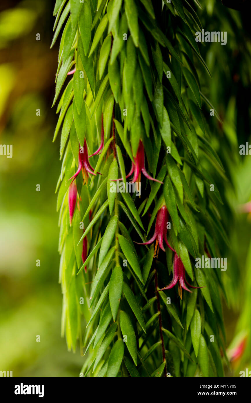 Flowers of epiphytic plant (Ceratostema rauhii) Stock Photo
