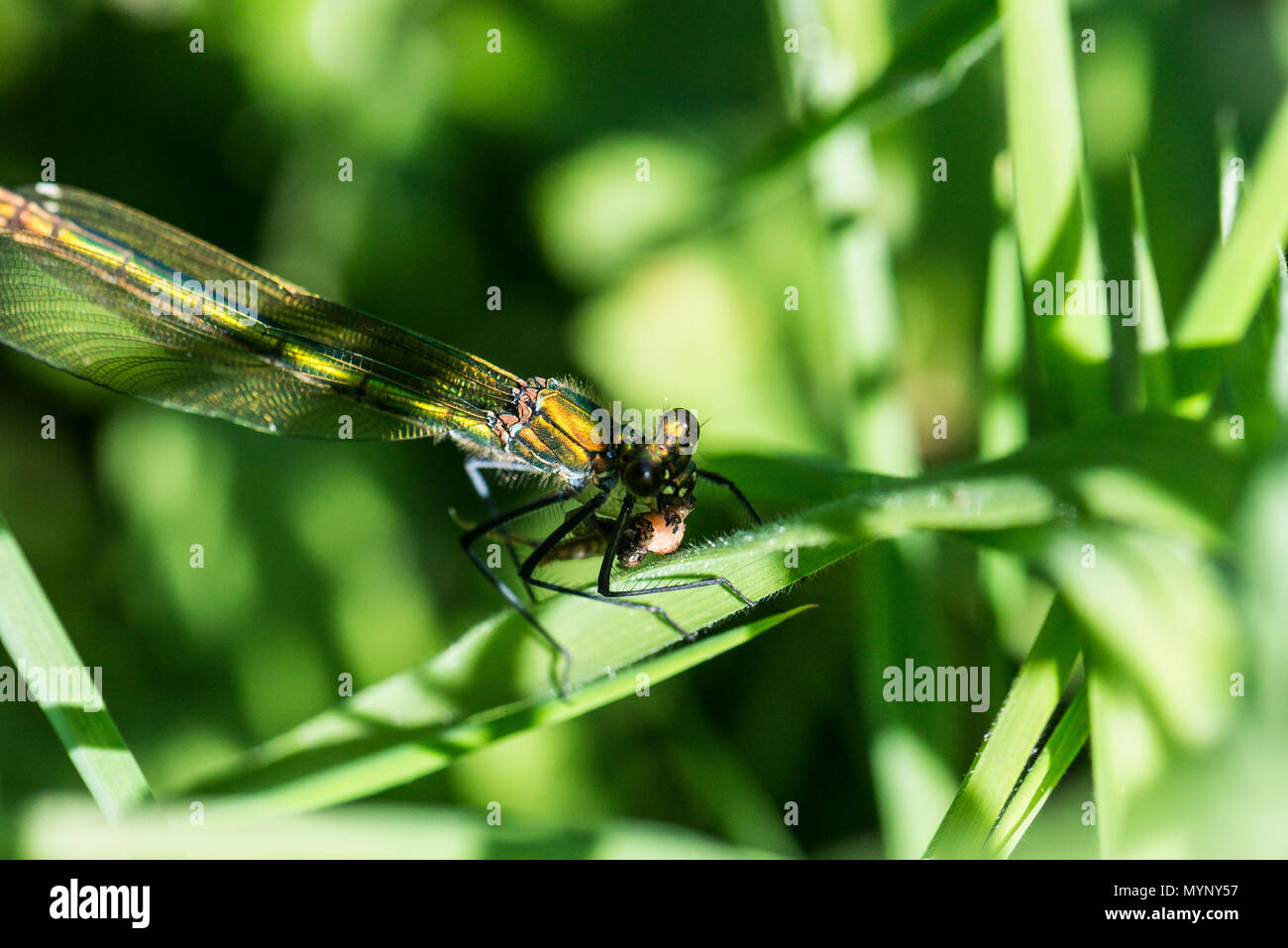 A female banded demoiselle (Calopteryx splendens) eating an insect on a leaf Stock Photo