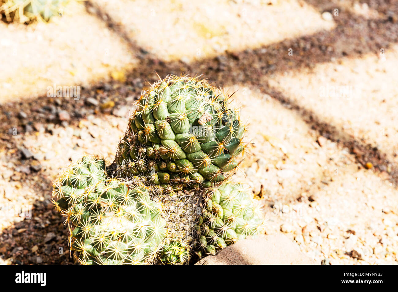 Rhinoceros Cactus, Coryphantha cornifera, Coryphantha echinus, biznaga partida erizo, Rhinoceros Cacti, Mexican cacti, Mexican Cactus, Cactus, plant Stock Photo